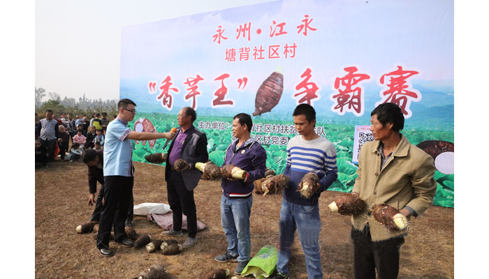 雅大酒業(yè)應(yīng)邀參加塘背村“香芋王”爭霸賽