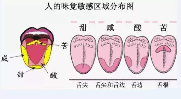 舌頭味覺(jué)分布圖