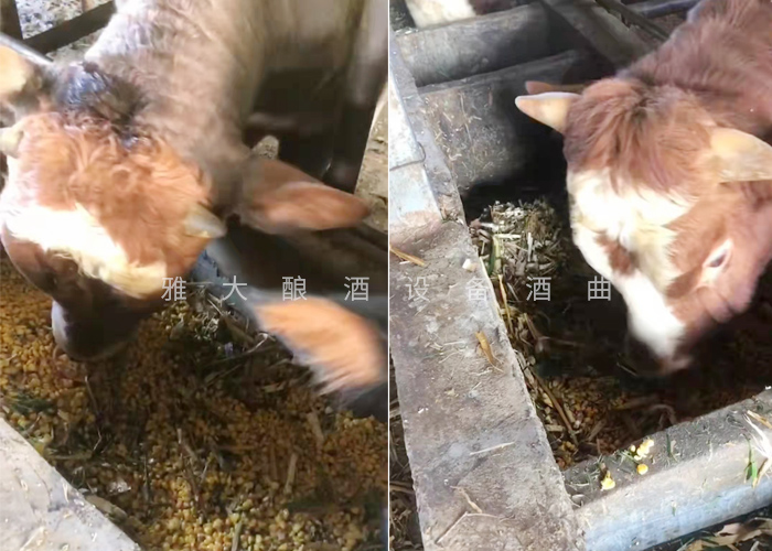 12.18致富新模式，用烤酒設(shè)備蒸酒后的酒糟飼養(yǎng)肉牛成本低，效益高-養(yǎng)牛